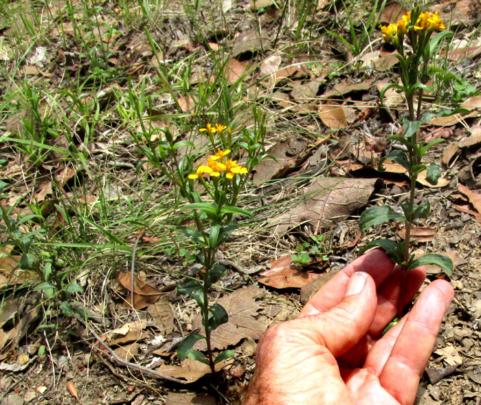 Tagetes lucida, form in habitat