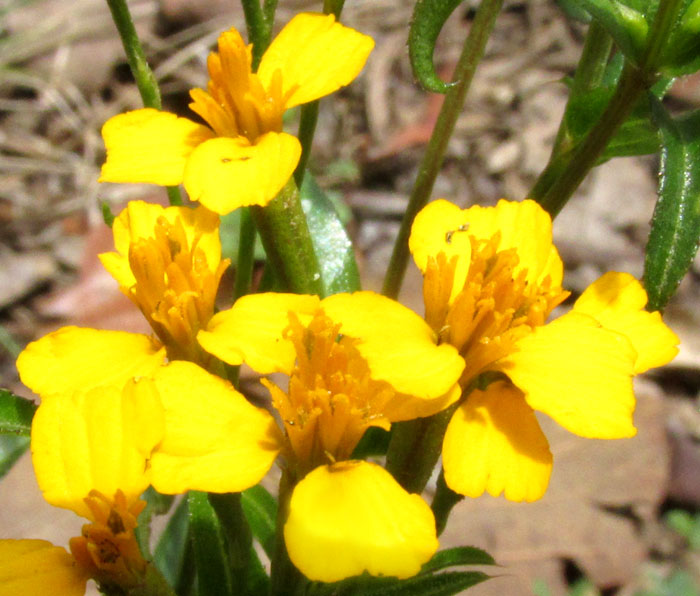 Tagetes lucida, capitula each with three ray florets