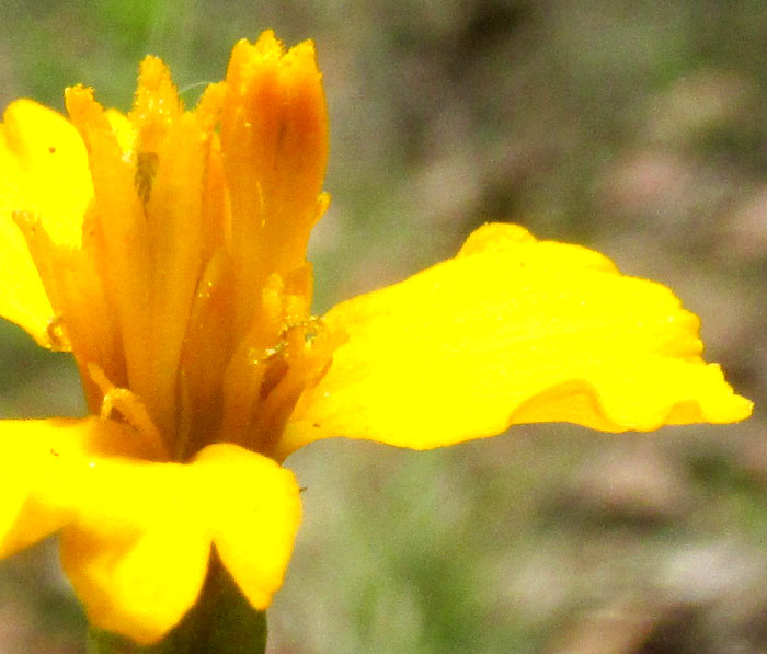 Tagetes lucida, disc florets extending beyond ray florets