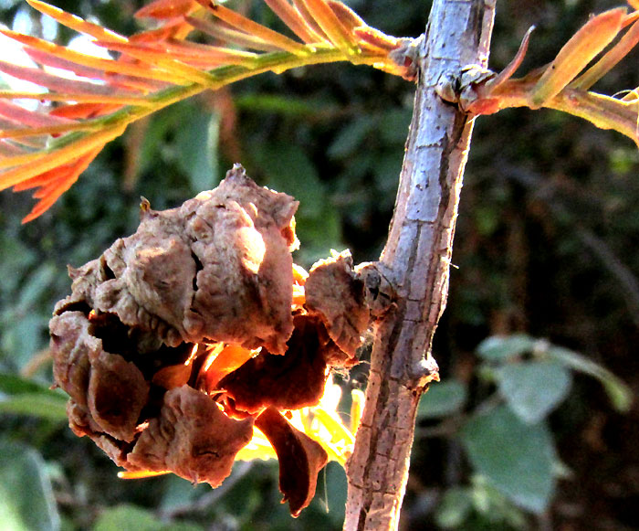 Montezuma Cypress, TAXODIUM MUCRONATUM, opening cone