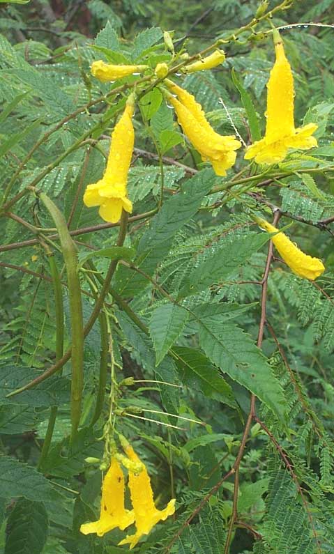 Yellow Bells, TECOMA STANS, leaves, flowers and immature fruit