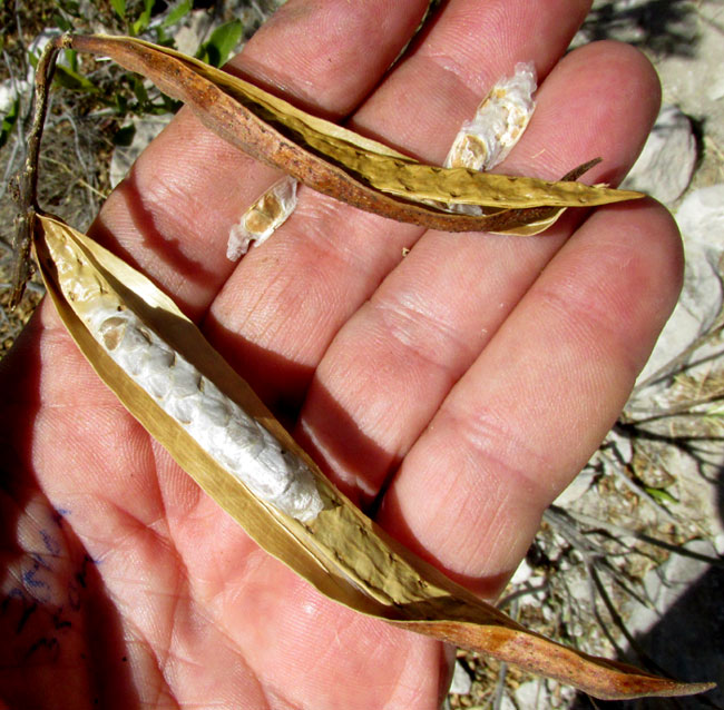 Yellow Bells, TECOMA STANS, mature fruit open to display winged seeds