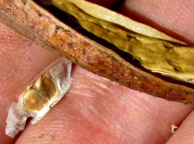 Yellow Bells, TECOMA STANS, seed and open fruit displaying septum