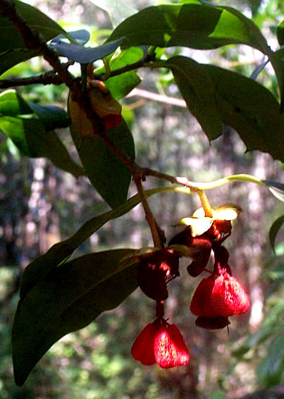 Ternstroemia sylvatica, mature fruits