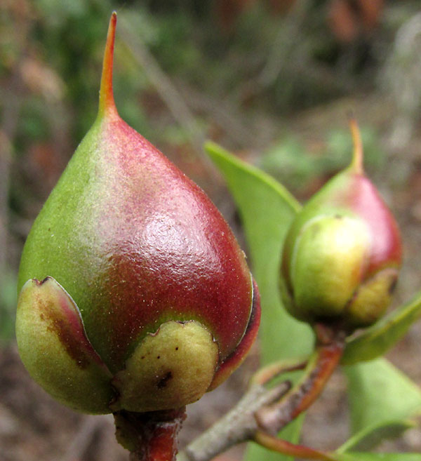 Ternstroemia sylvatica, immature fruit