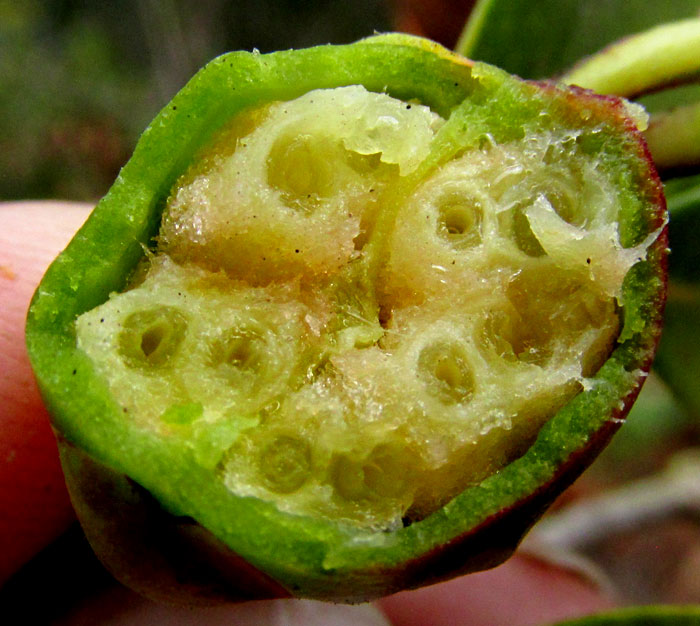 Ternstroemia sylvatica, ovary cross section