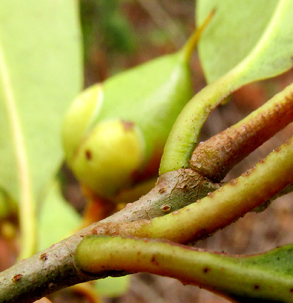 Ternstroemia sylvatica, stem and petioles close up