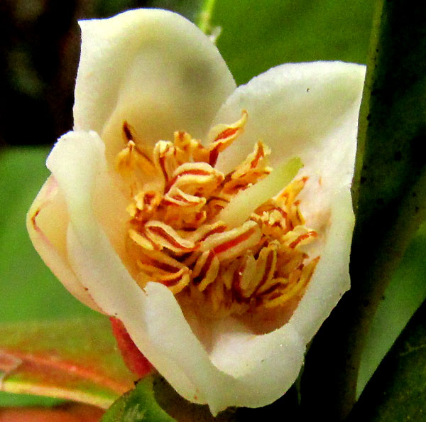 Ternstroemia sylvatica, flower from front