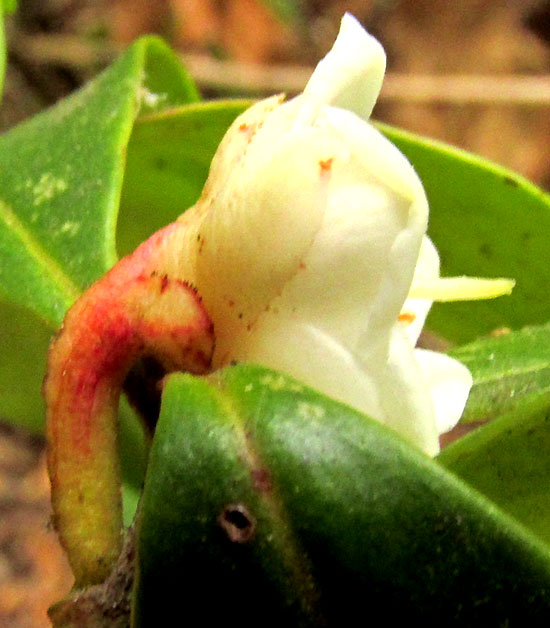 Ternstroemia sylvatica, flower from front