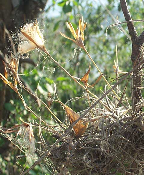 TILLANDSIA SCHIEDEANA fruits