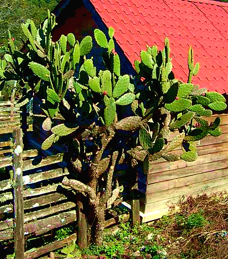 Nopal Cactus, OPUNTIA FICUS-INDICA