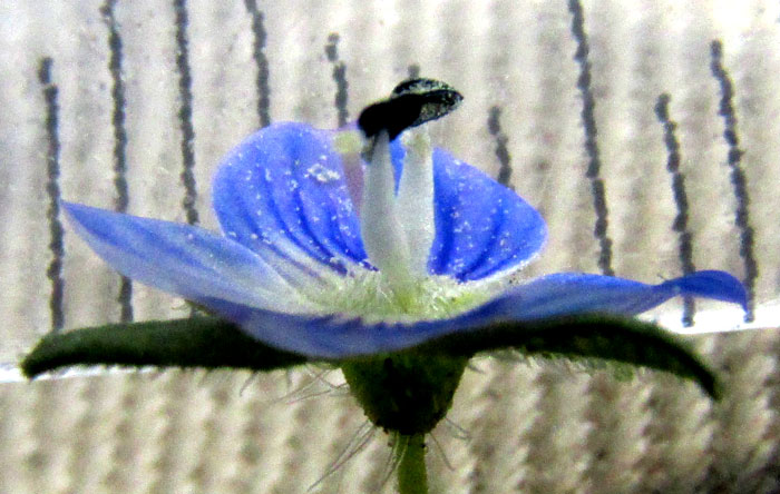 Gray Speedwell, VERONICA POLITA, scale showing flower 