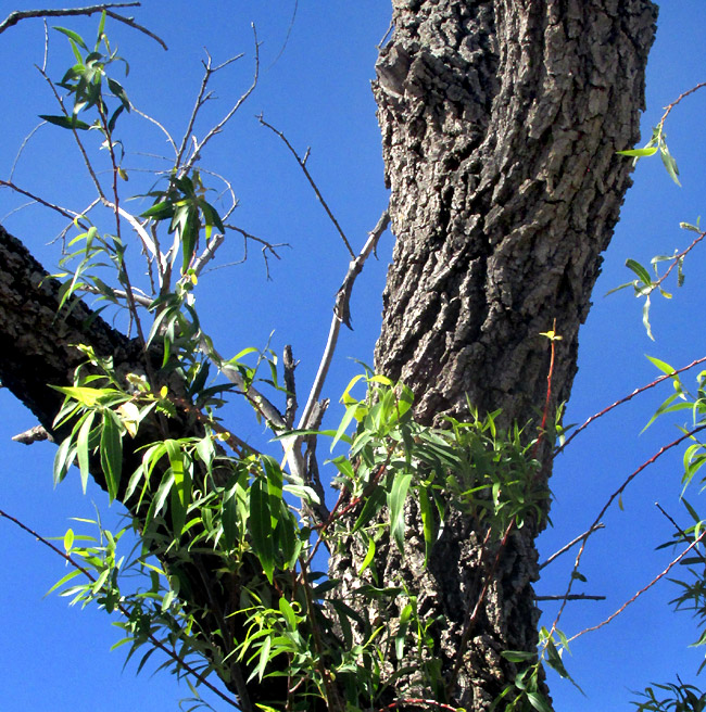 Bonpland Willow, SALIX BONPLANDIANA, bark