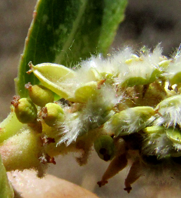 Bonpland Willow, SALIX BONPLANDIANA, catkin closeup of open capsules