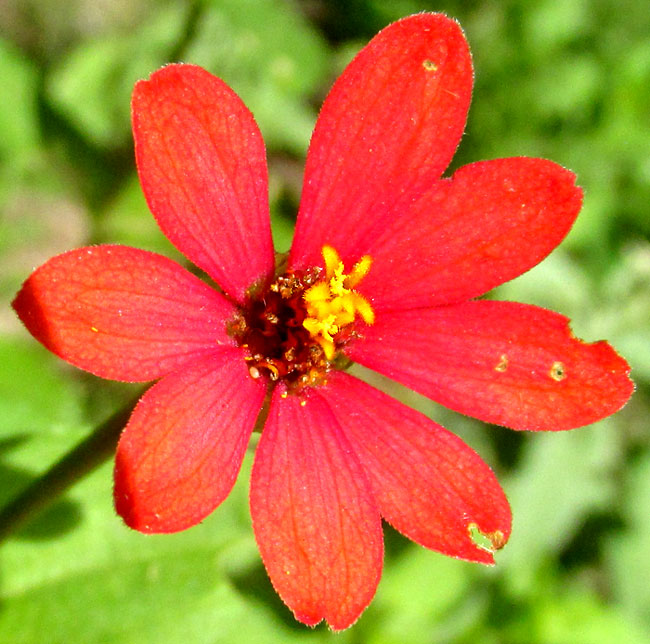 Peruvian Zinnia, ZINNIA PERUVIANA, flower from above