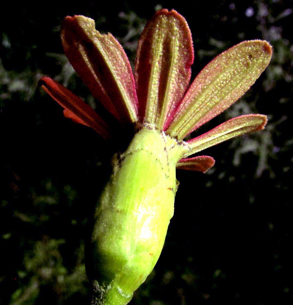 Peruvian Zinnia, ZINNIA PERUVIANA, flower from below