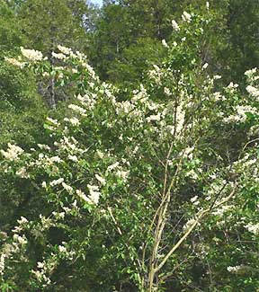 Deer Brush, Ceanothus integerrimus