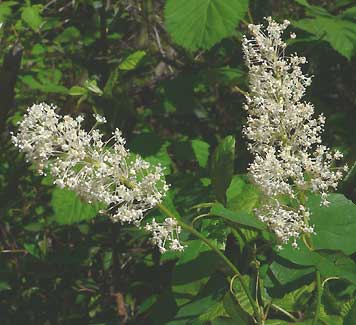 Deer Brush flowers, Ceanothus integerrimus