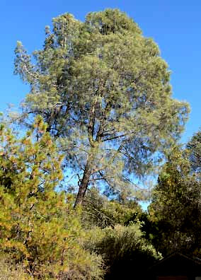 Digger Pine, PINUS SABINIANA