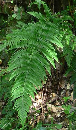 Male Fern, Dryopteris filix-mas