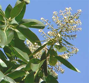 flowers of Pacific Madrone, Arbutus menziessi