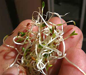 alfalfa sprouts