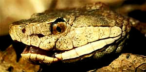 Copperhead, image courtesy of the U.S. Fish & Wildlife Service