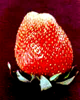 strawberry