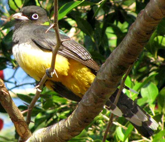 Black-headed Trogon