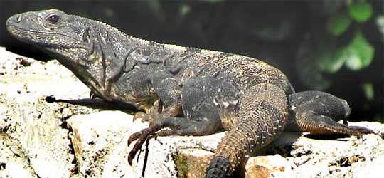 Black Iguana, Ctenosaura similis