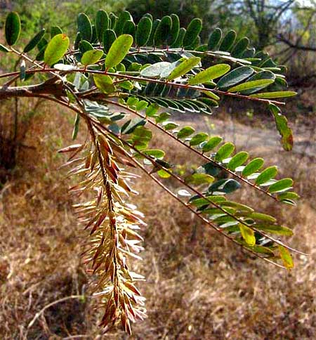 ALVARADOA, fruits