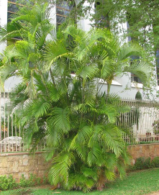 Areca Palm