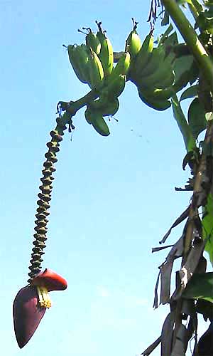 Banana flowers