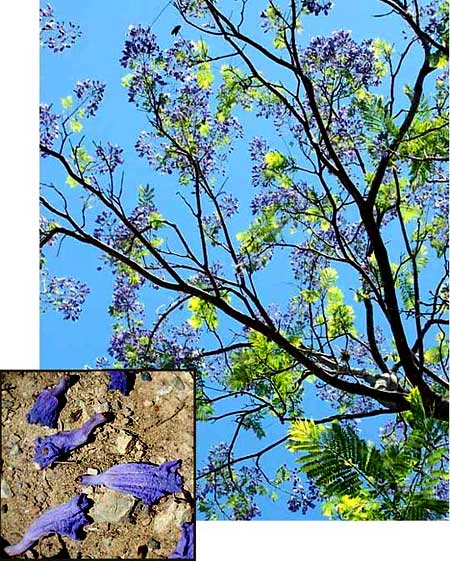 BLUE JACARANDA