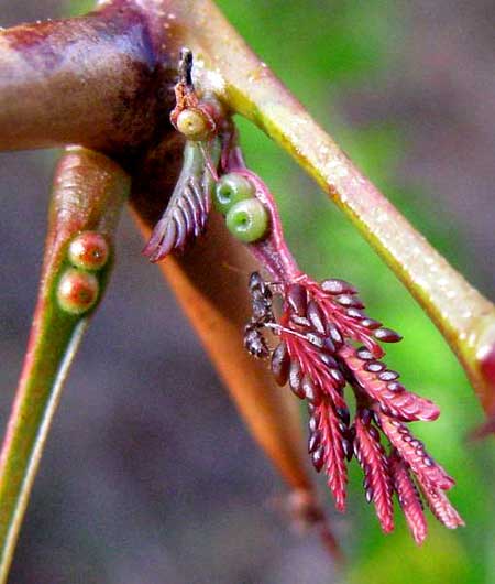 BULL-HORN ACACIA glands