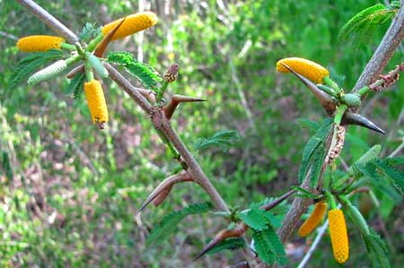 BULL-HORN ACACIA flowers