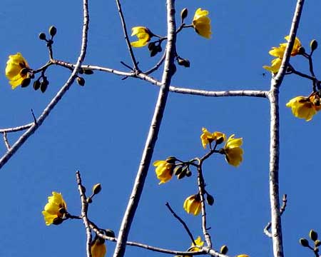 BUTTERCUP TREE