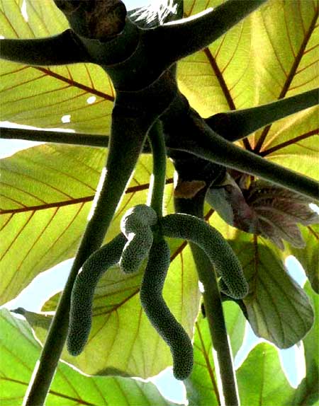 CECROPIA female flowerss