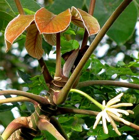 CECROPIA male flowers