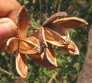 SPANISH CEDAR fruit