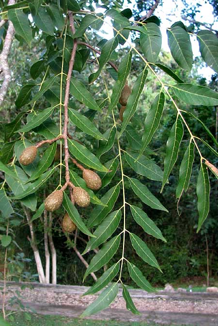 Spanish Cedar, leaves