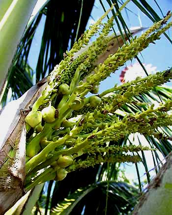 COCONUT PALM flowers