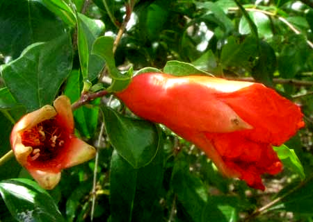 Pomegranate flowers