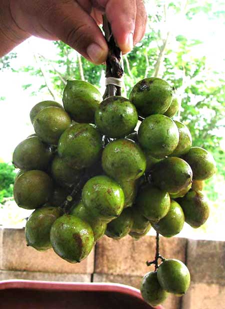 GUAYA fruits