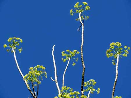 HELICOPTER TREE flowering