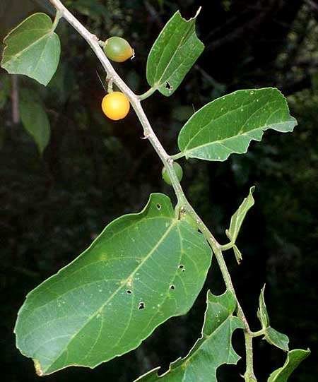 IGUANA HACKBERRY