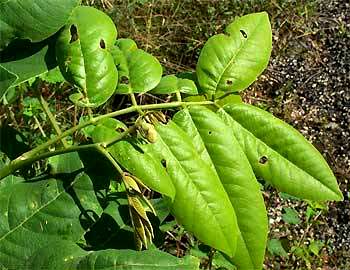 Fishpoison Tree, leaves