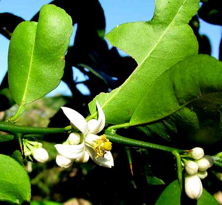 KEY LIME flowers