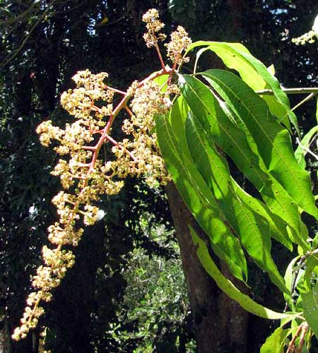 Mango flowers