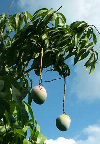 Mango fruit